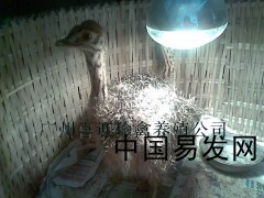 朗德鹅养殖 从河北张家口到广州喜迎珍禽的产业纽带