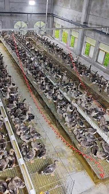 脆皮烧鹅 朗德鹅养殖 鹅肝原产地