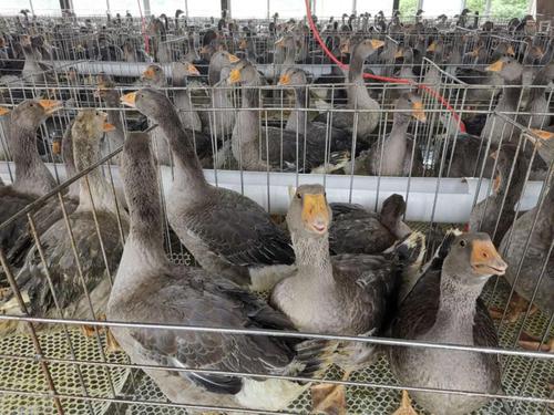 朗德鹅肥肝,释放致富新动能</p><p>